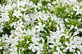 Phlox paniculata Early® White