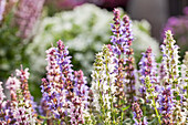 Confetti Garden (Salvia nemorosa 'Salute'®)