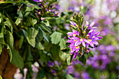 Scaevola 'Scala Blue'