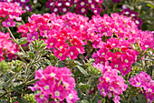 Verbena 'Empress Hot Pink Charme'