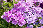 Verbena 'Empress Flair Lavender Blue'