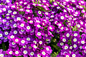 Verbena 'Empress Flair Purple Charme'