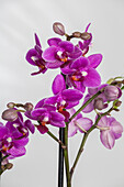 Phalaenopsis multiflora, lila