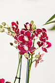 Phalaenopsis multiflora, red