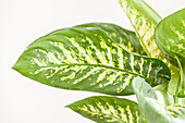 Dieffenbachia seguine 'Tropic Snow