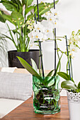 Phalaenopsis, weiß