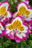 Schizanthus wisetonensis