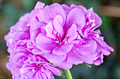 Pelargonium zonale