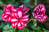 Pelargonium peltatum, red-white