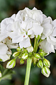 Pelargonium zonale, white
