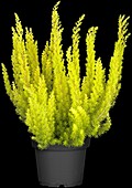 Erica arborea