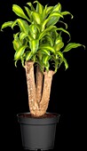 Dracaena fragrans 'Massangeana