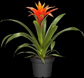 Guzmania, orange