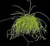 Rhipsalis baccifera subsp. baccifera