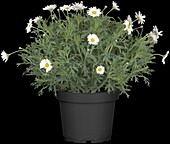 Argyranthemum frutescens