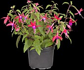 Fuchsia hybrid