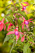 Fuchsia Hybride