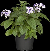 Heliotropium arborescens 'Marine'