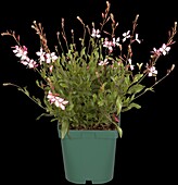 Gaura lindheimeri