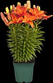 Lilium, orange