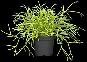 Rhipsalis