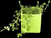 Green plants in a magnet pot