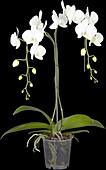 Phalaenopsis, white