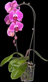 Phalaenopsis hybrid