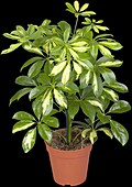 Schefflera arboricola 'Gerda