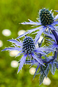 Eryngium planum