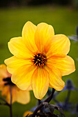 Dahlia x hortensis, gelb