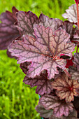 Heuchera, red