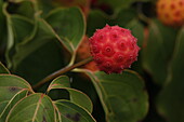 Cornus kousa var. Chinensis 'Claudia'