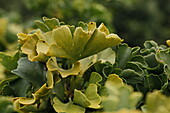 Ginkgo biloba 'Mariken'