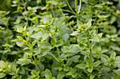 Ocimum basilicum var. minimum