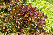 Lactuca sativa var. acephala, red