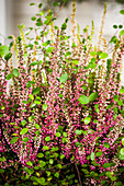 Calluna vulgaris