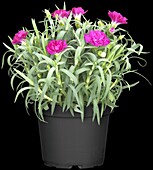 Dianthus caryophyllus