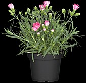 Dianthus caryophyllus