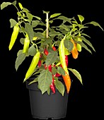 Capsicum annuum var. longum