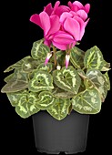 Cyclamen persicum, pink