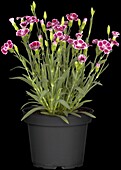 Dianthus 'Capitán'®