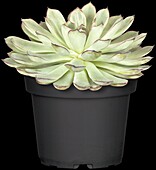 Echeveria pulidonis