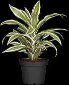 Dracaena fragrans 'White Jewel'