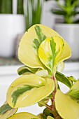 Peperomia obtusifolia 'Golden Genua'