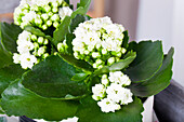 Kalanchoe blossfeldiana, white