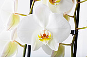 Phalaenopsis, white