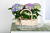 Hydrangea macrophylla, purple