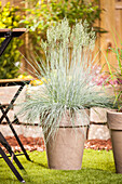 Festuca glauca 'Intense Blue' flowers