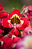 Schizanthus wisetonensis